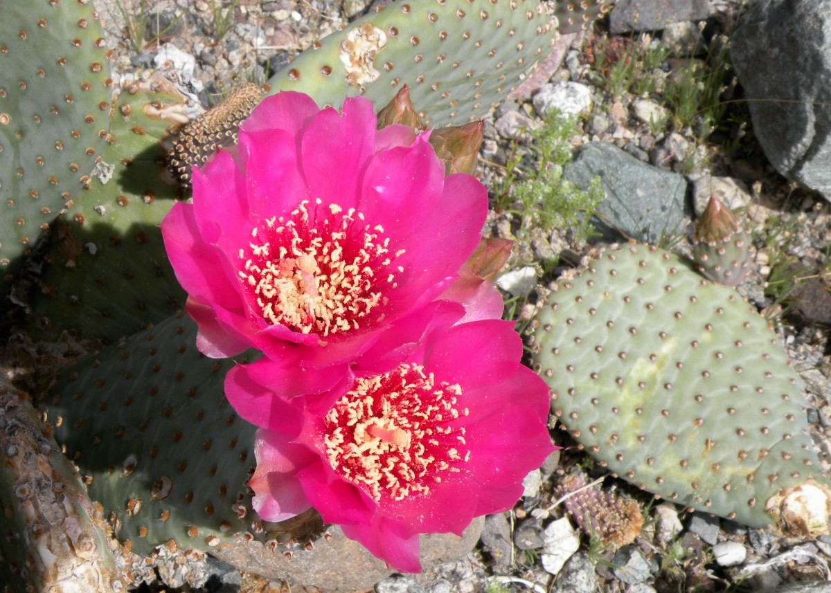 Close-up of beavertail cactus blossom in southern Arizona desert.