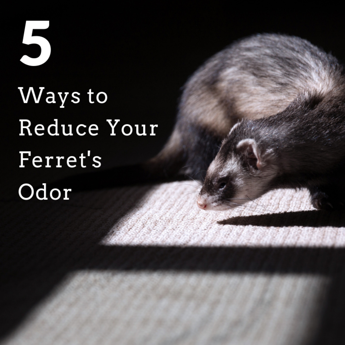 5 Ways To Reduce Ferret Odor Pethelpful