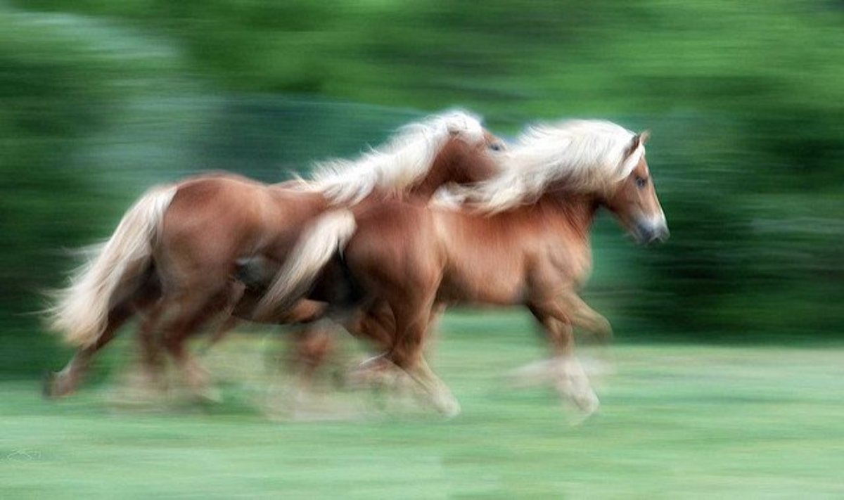 Running stallions.
