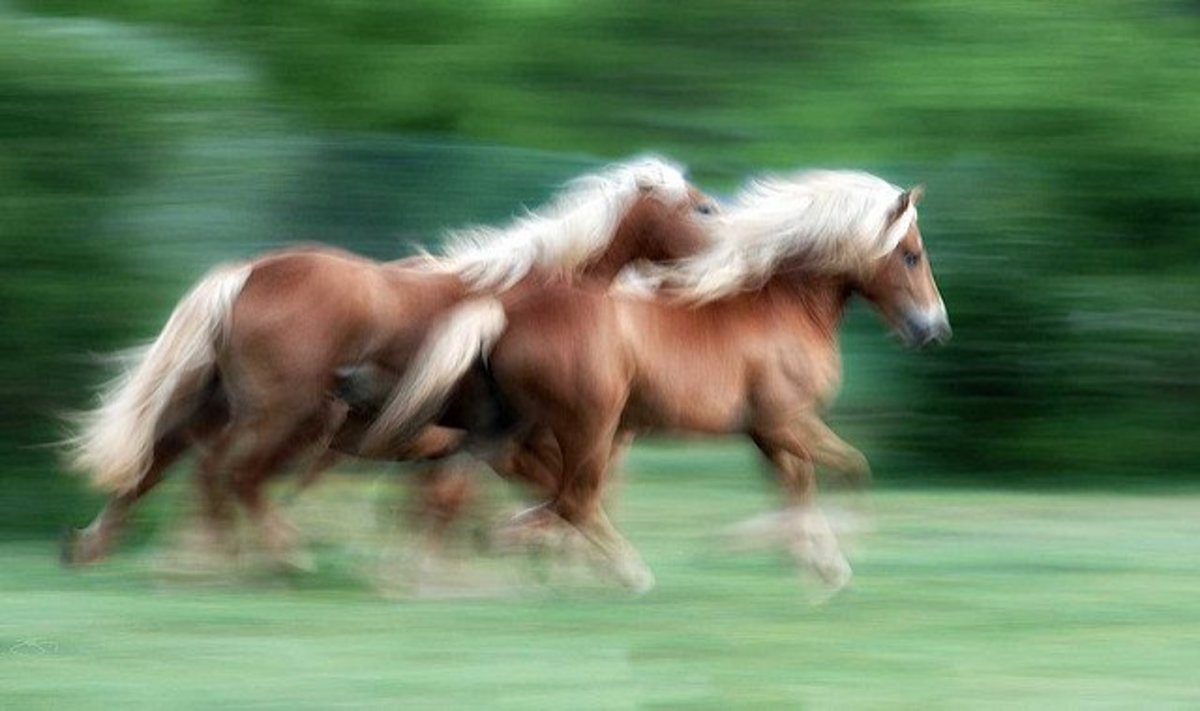 Horses Name With Ice In It Flash Sales Dakora co