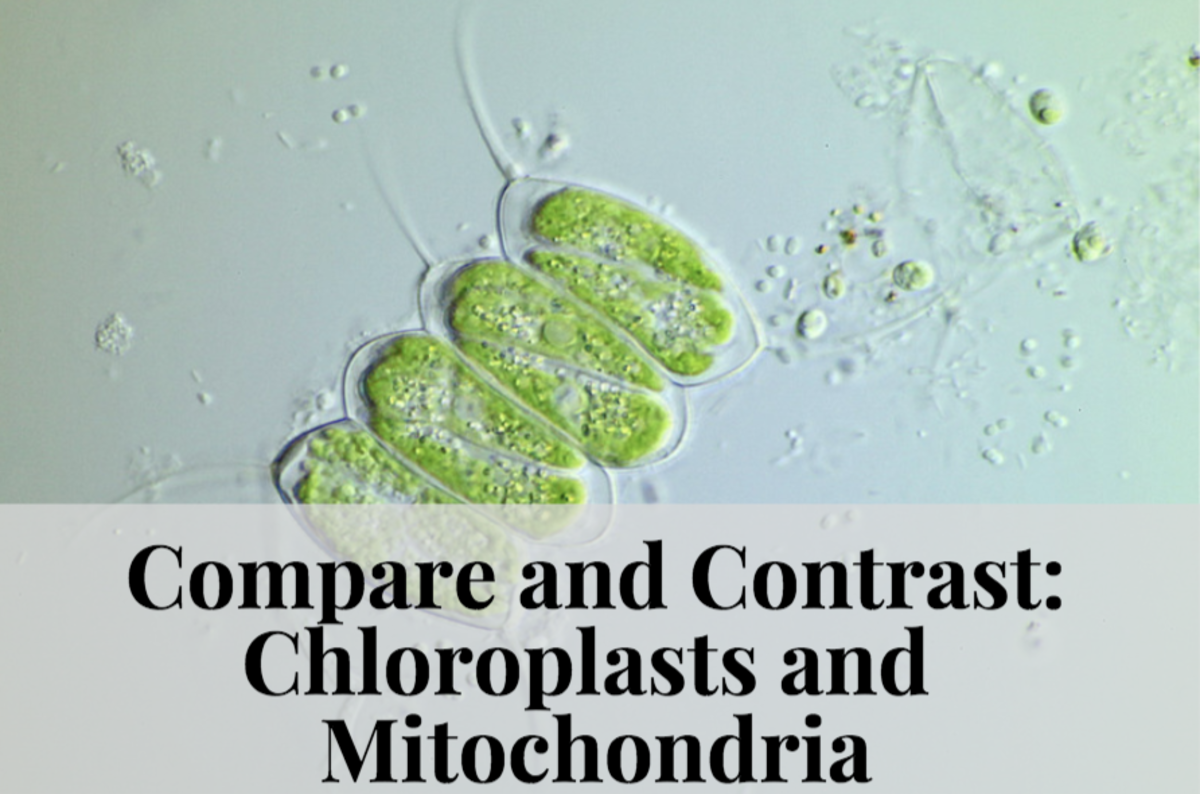 Compare and Contrast: Chloroplasts and Mitochondria