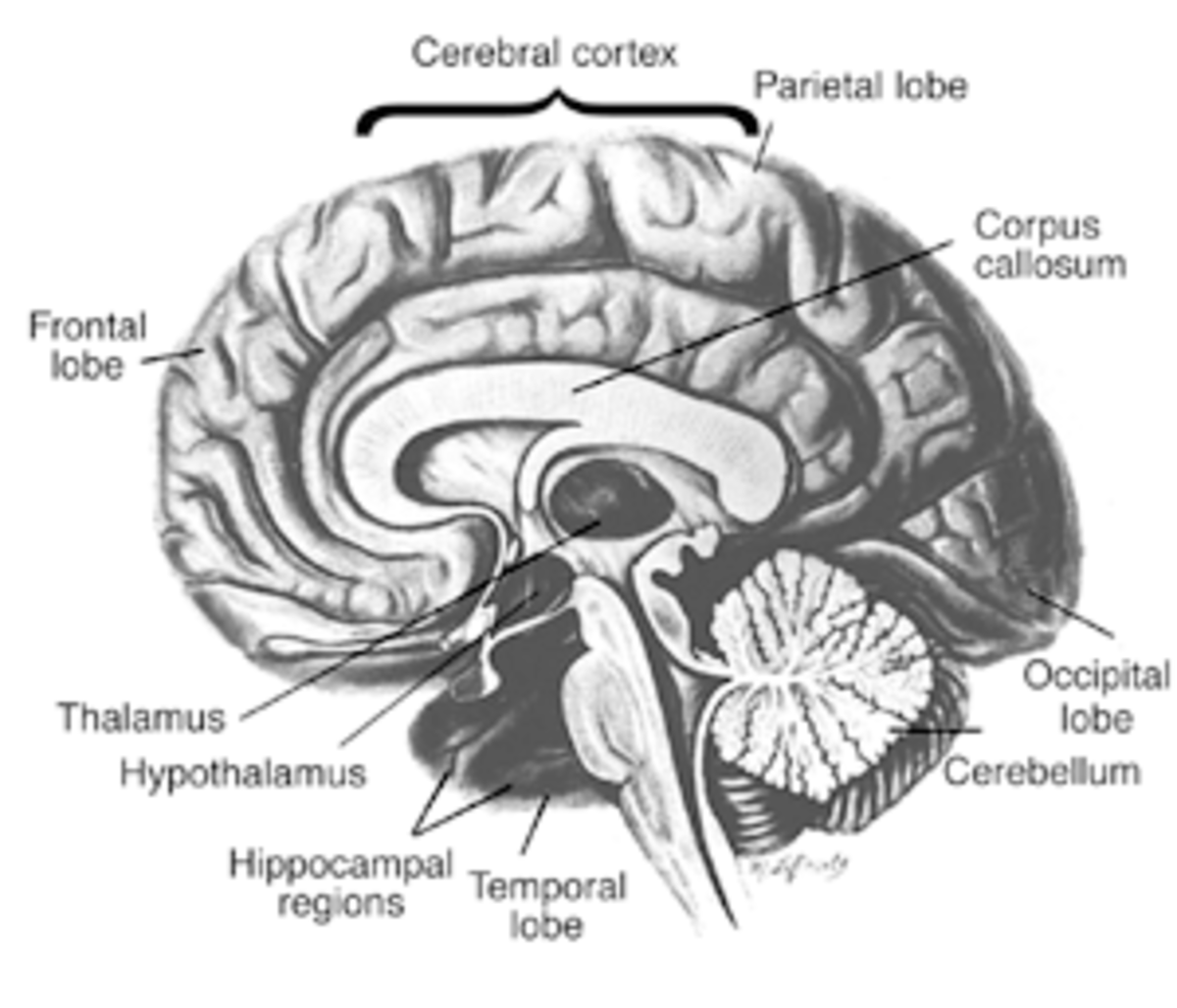 Schematic drawing of the human brain, showing regions vulnerable to alcoholism-related abnormalities.