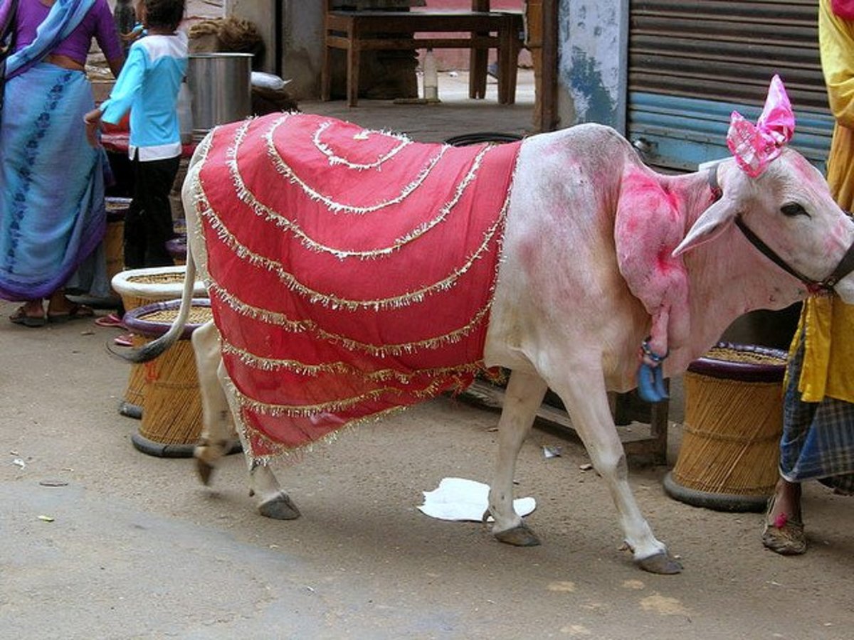 A cow with an extra limb growing from its neck
