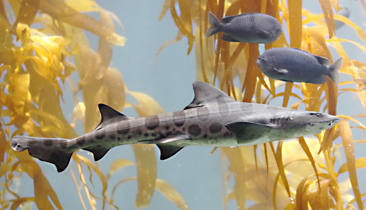 Some seaweeds make chloroform, such as the kelp (a type of seaweed) behind the leopard shark.