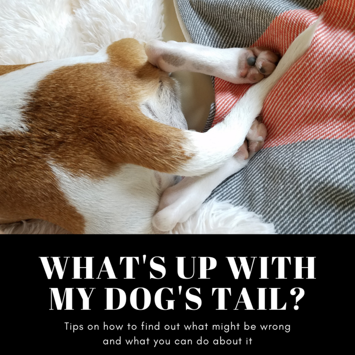 What's Wrong With My Dog's Tail? PetHelpful By fellow animal lovers and experts