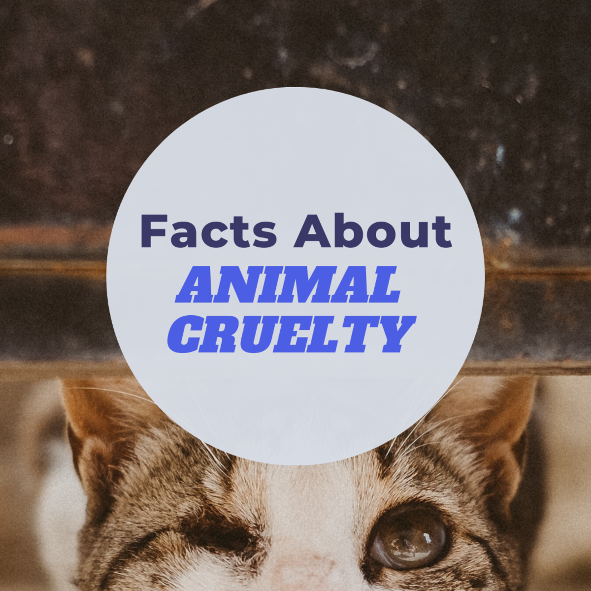Facts, Statistics, and Stories About Animal and Pet Abuse - PetHelpful