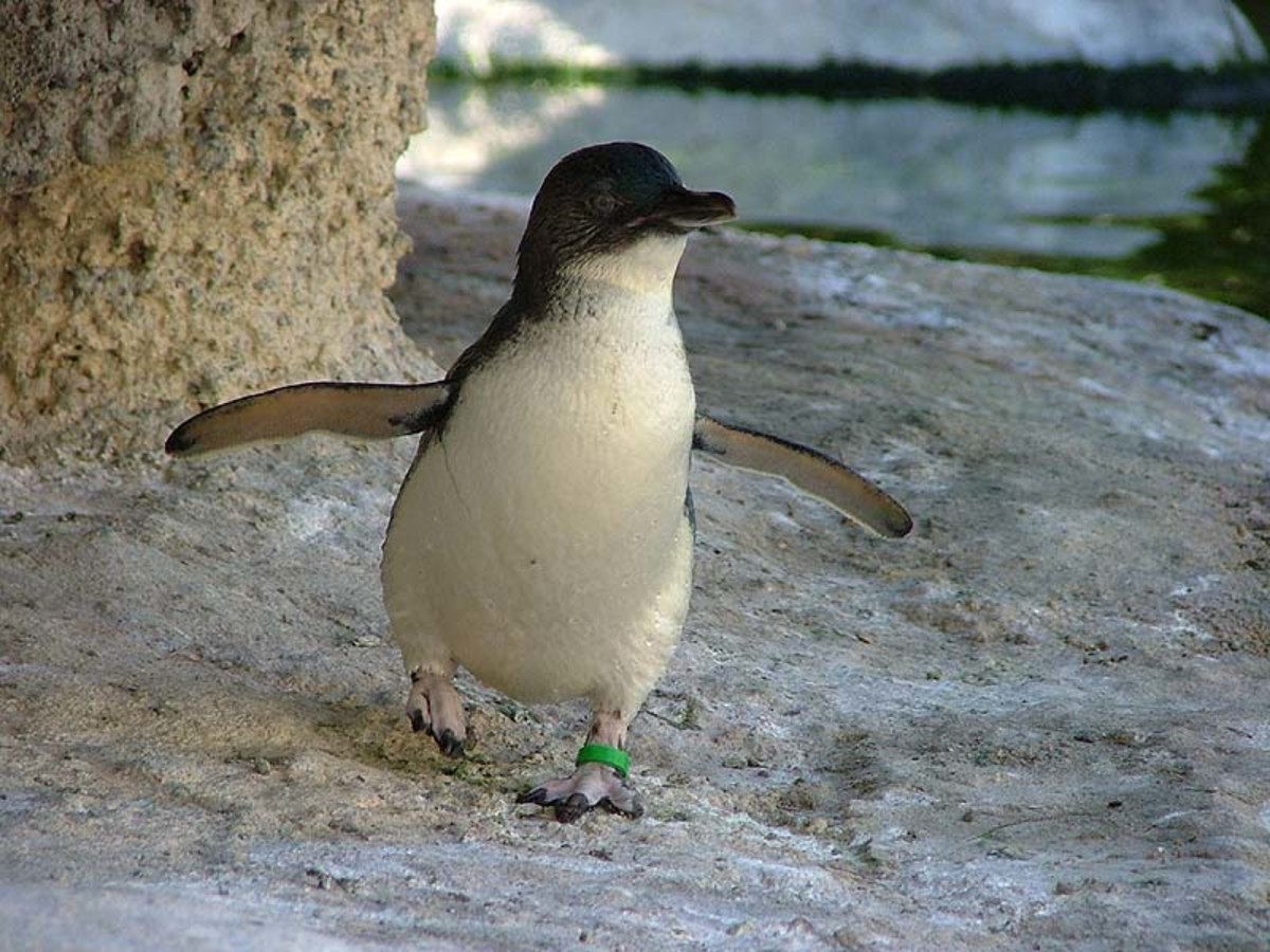 Fairy penguins are the smallest penguins in the world.