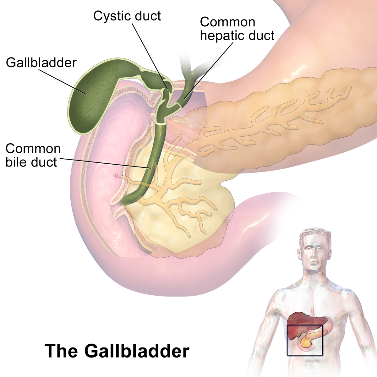 Location of the gallbladder and related ducts