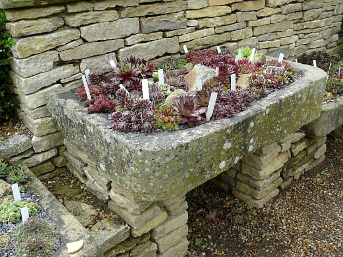 Here is a small, striking rock garden growing in a shallow, rectangular container.