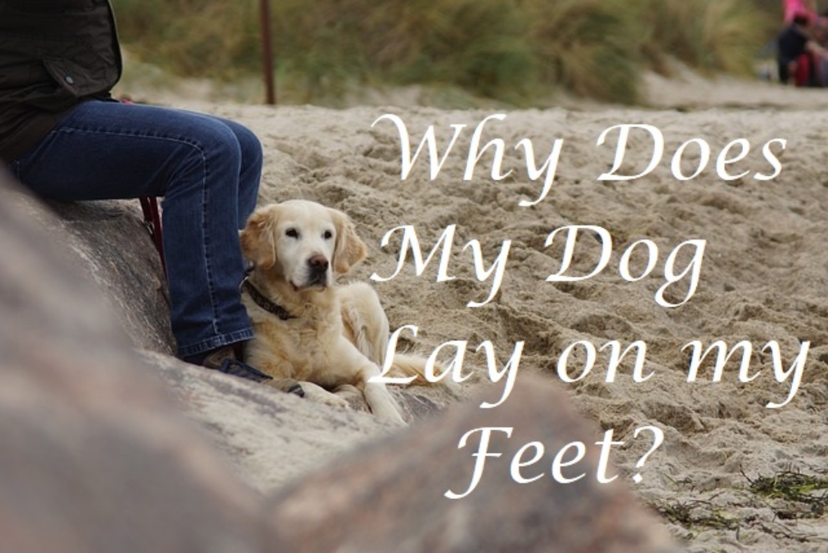 Why Does My Dog Lay on My Feet? PetHelpful By fellow animal lovers