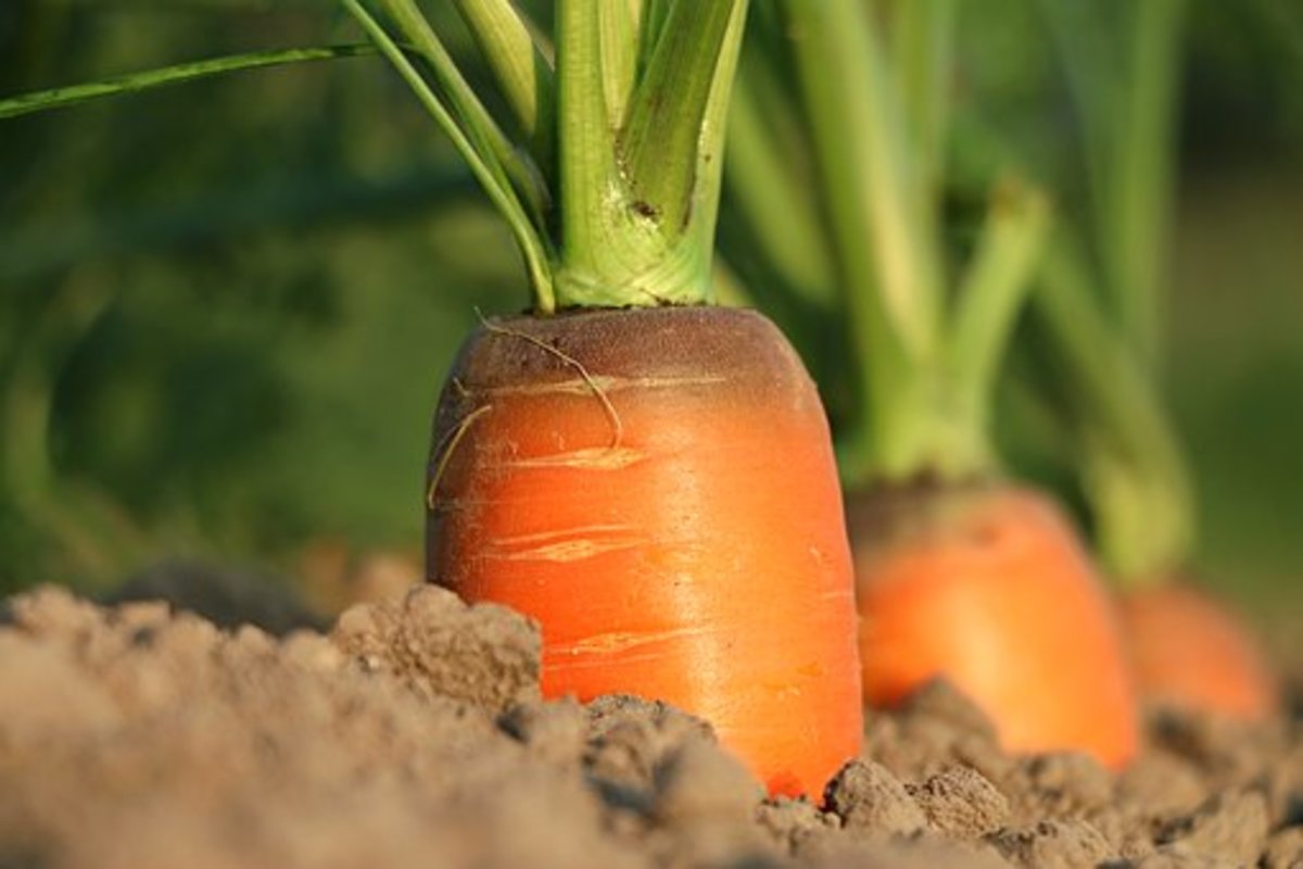 How to Grow Carrots From Seed: A Step-by-Step Guide