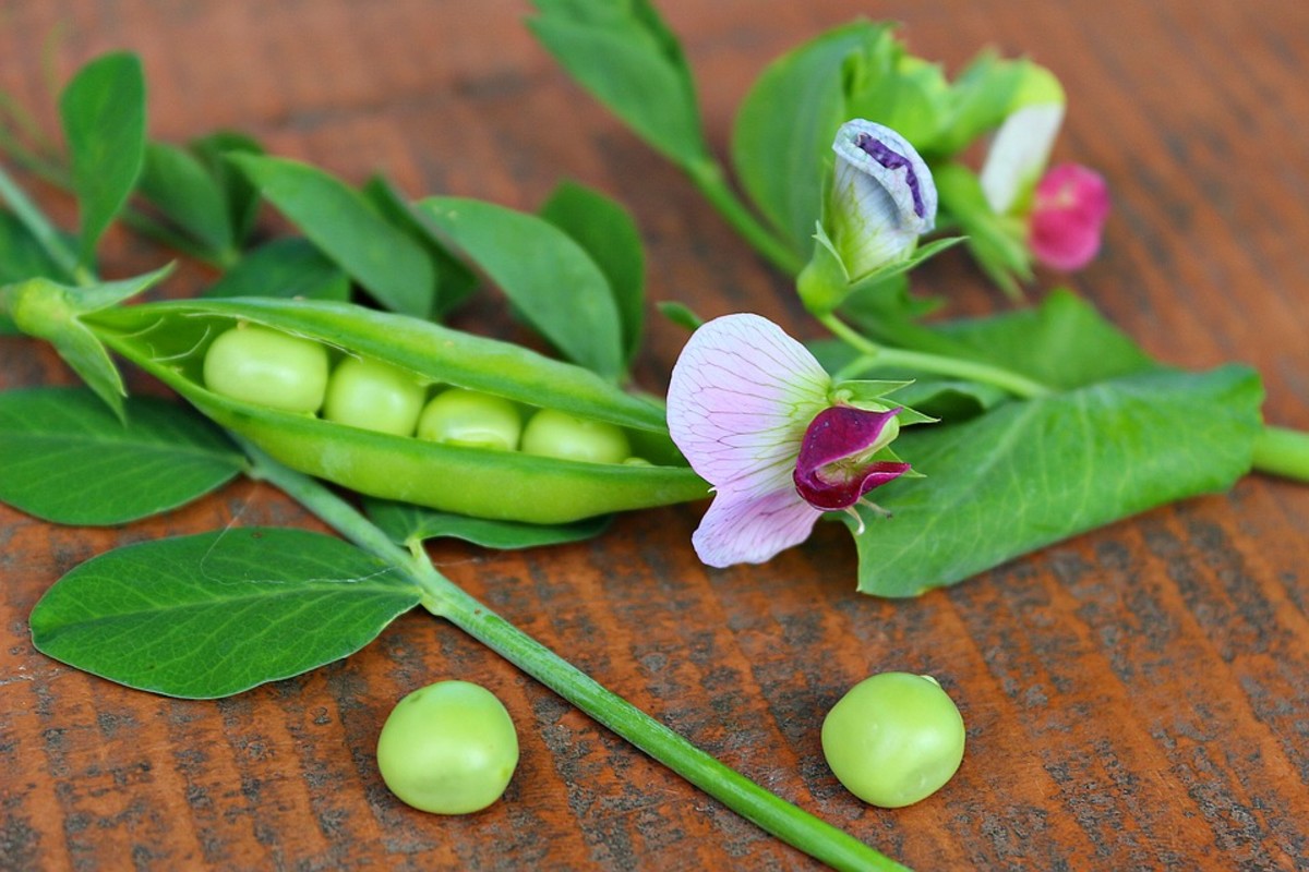 How to Grow Peas From Seed