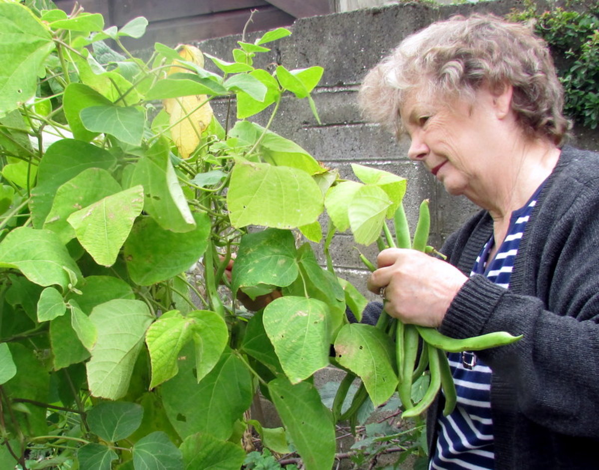 Learn how to grow runner beans on a  trellis vertically. They take up very little space, making them a great vegetable to grow in small gardens.