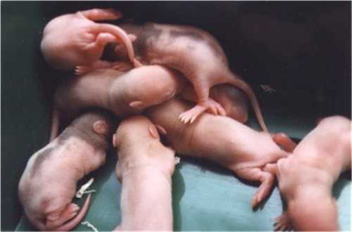 The baby rats in this photo are 5 days old. With most rats, you can now pick them up carefully.