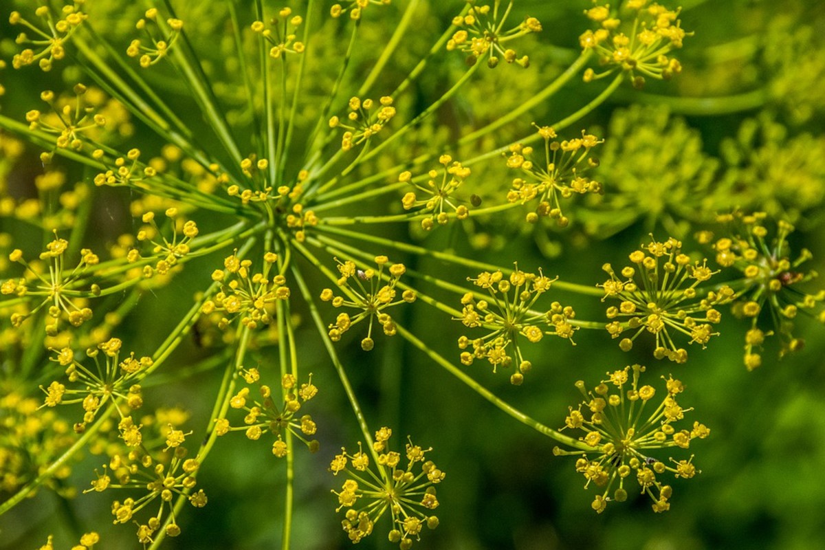 Do you want to learn to grow fennel?
