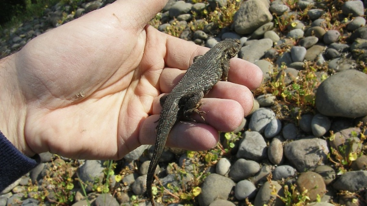 A Western Fence lizard I caught in Lincoln, California.