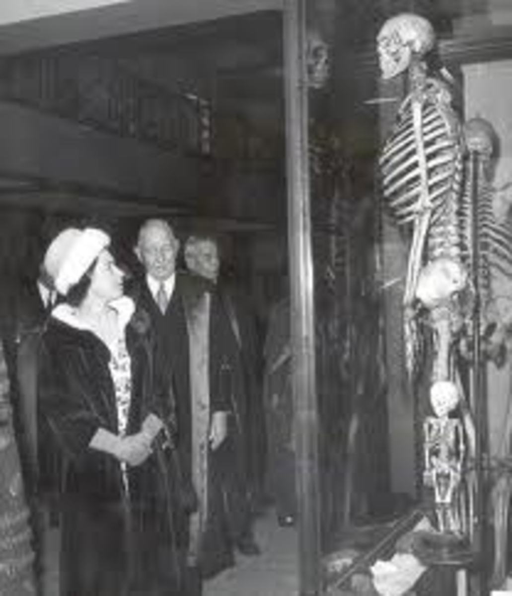 Giant bones on display.