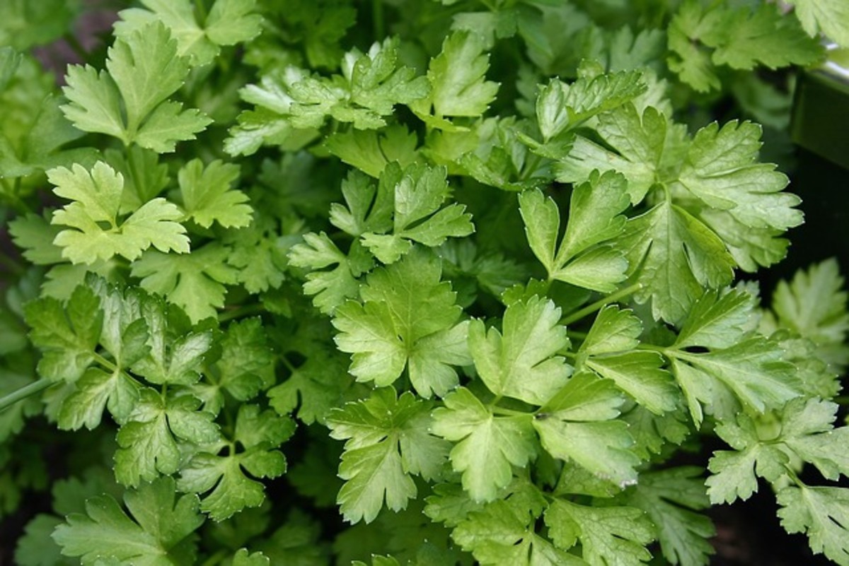 The Benefits of Parsley, Sage, Rosemary, and Thyme