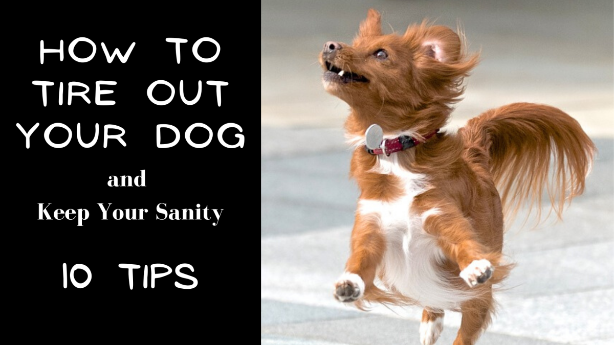 10 Ways to Tire Out Your High-Energy Dog (Before You Lose Your Mind)