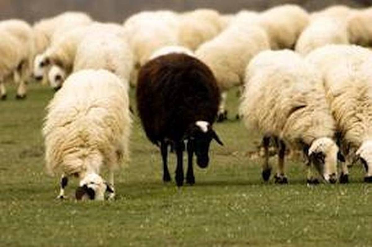 Why Being The Black Sheep In The Family Is A Good Thing LetterPile