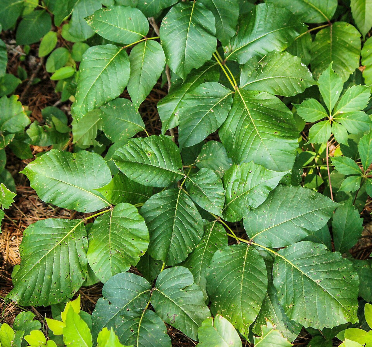 Skin irritation caused by poison ivy is sometimes treated with a hydrocortisone skin cream. Hydrocortisone is a type of corticosteroid medication.