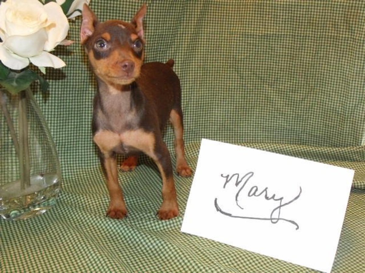 Baby Buzz, our Miniature Pinscher, before he came to live with us.
