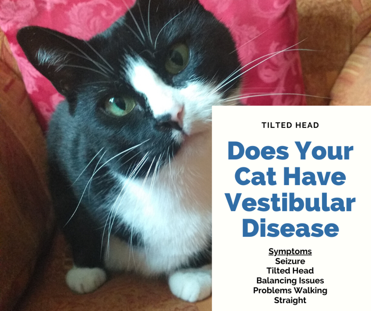 Symptoms and Treatment for Vestibular Disease in Cats
