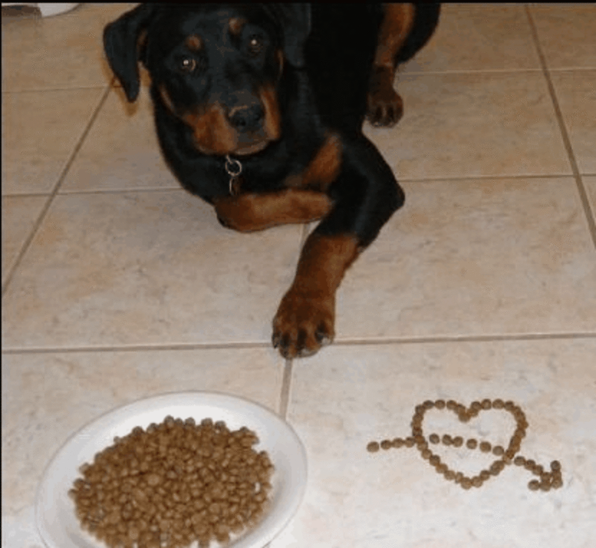 Your dog may love kibble, but it does not make the best training treat.