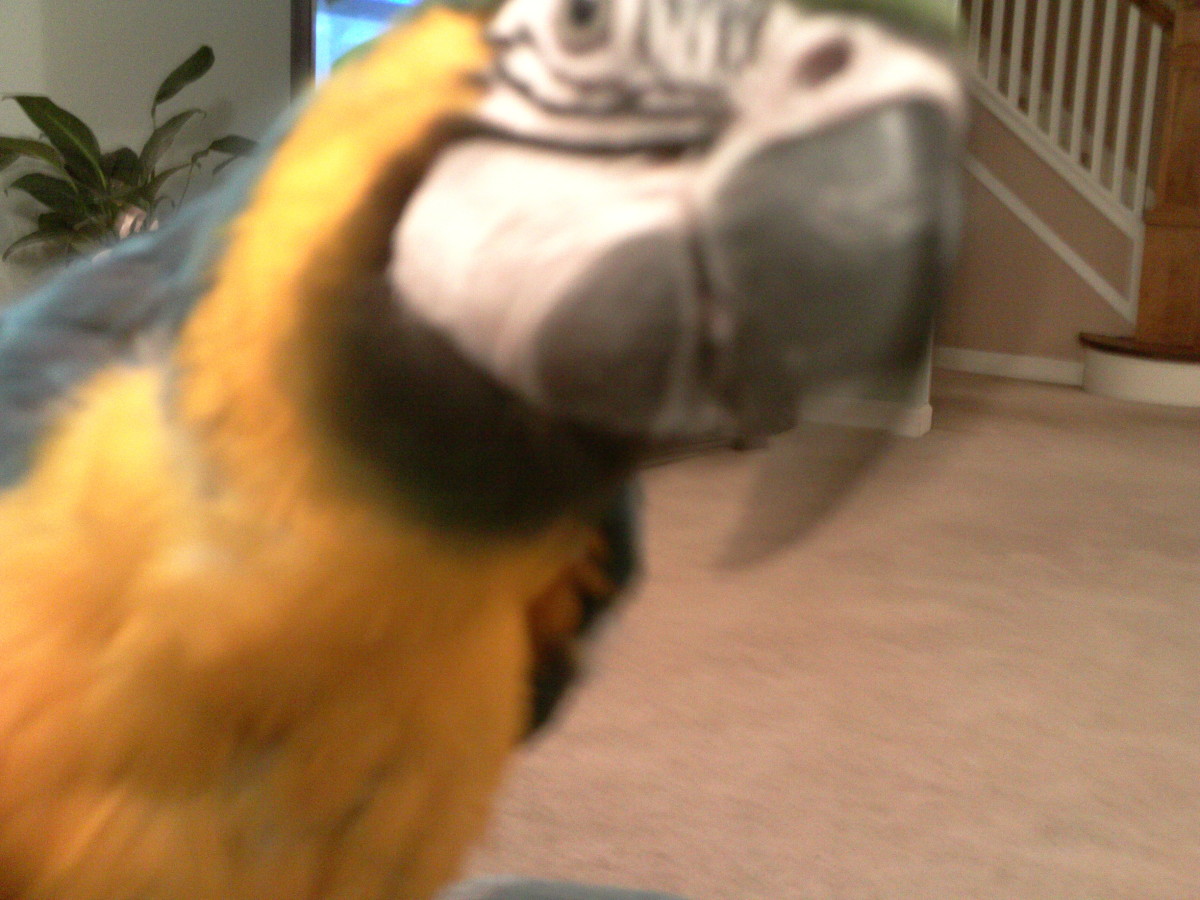 How to Train Your Macaw PetHelpful