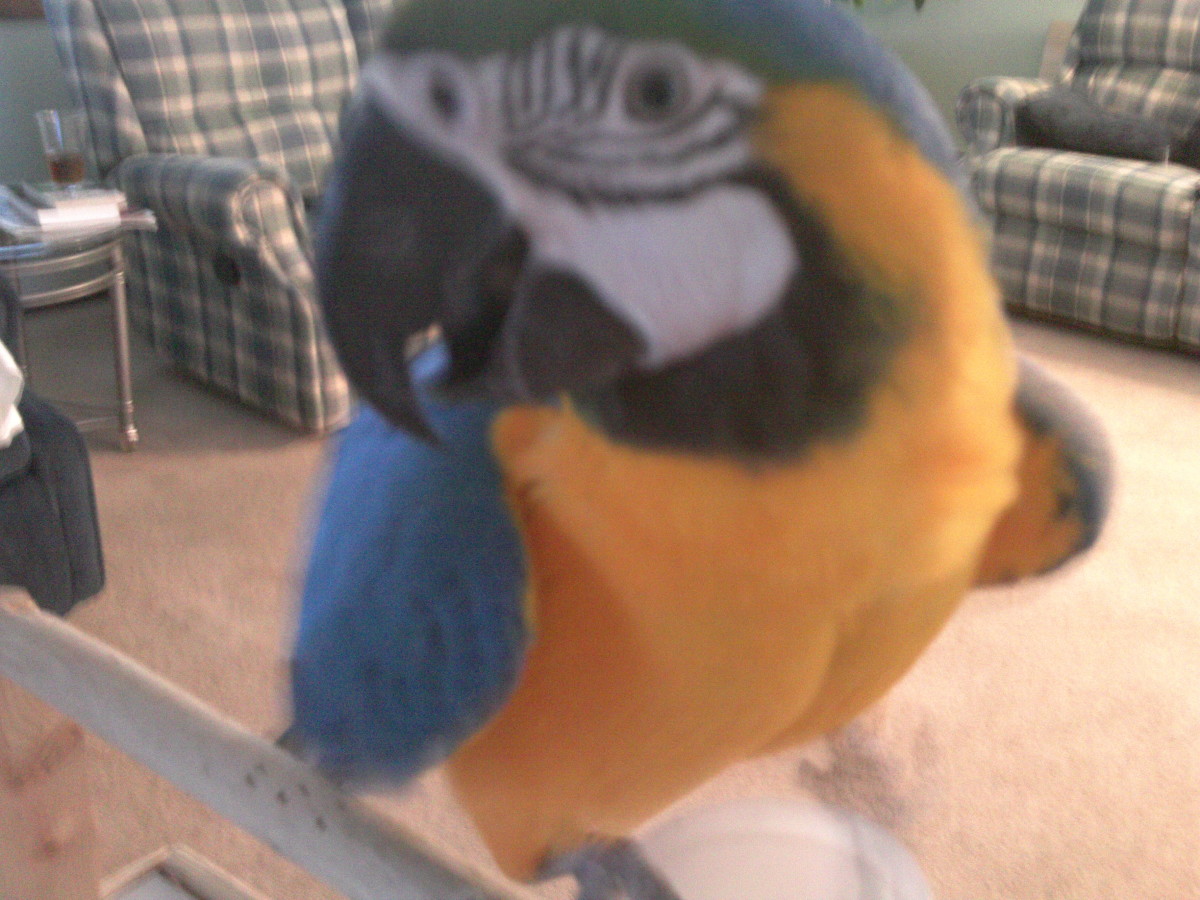 owning a macaw