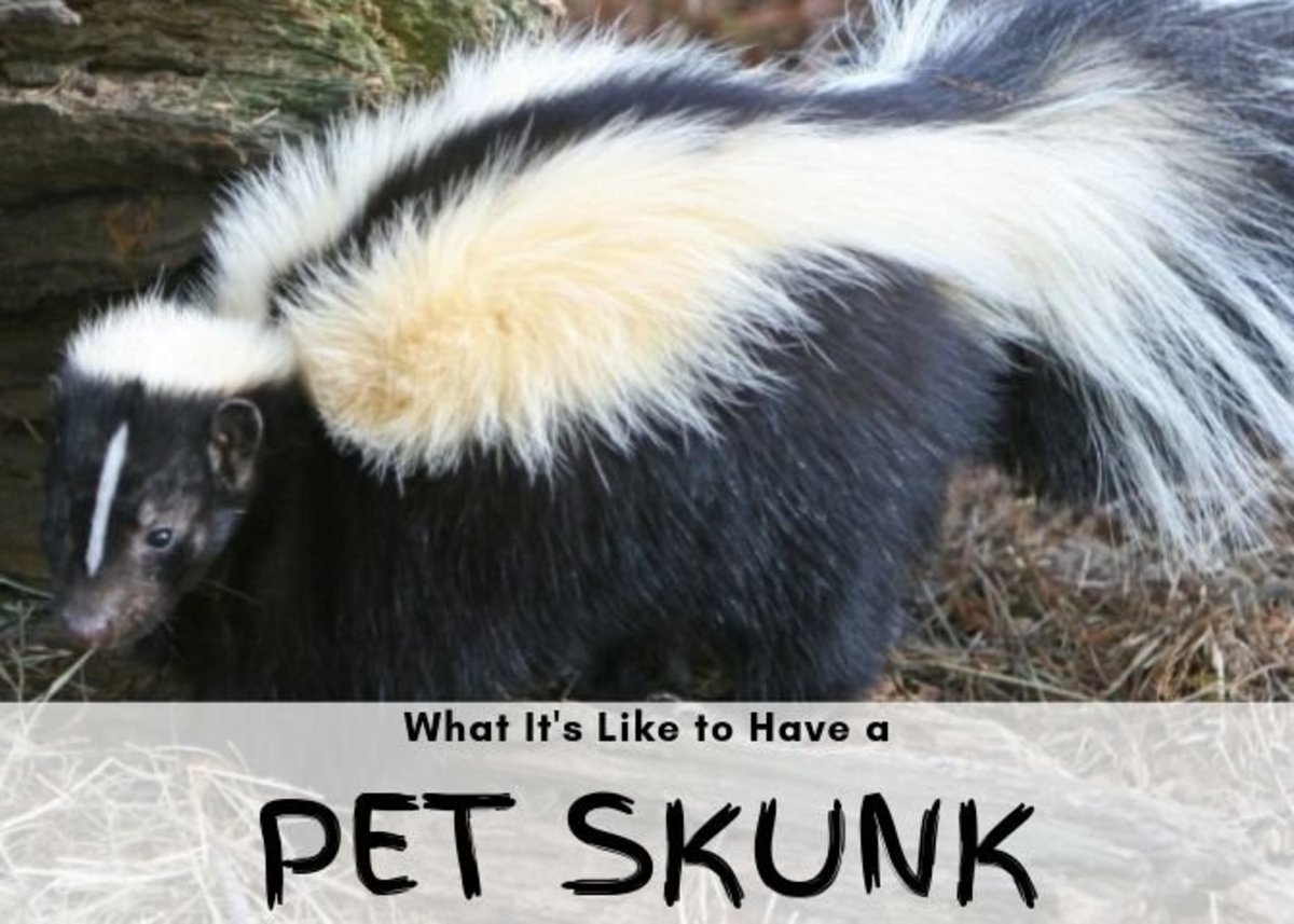 A pet skunk can make a lovely pet, albeit a bit stinky.