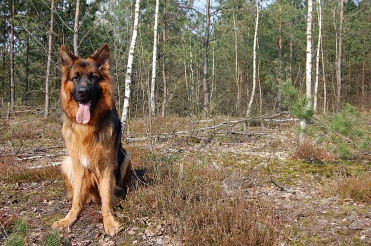 german shepherd mate