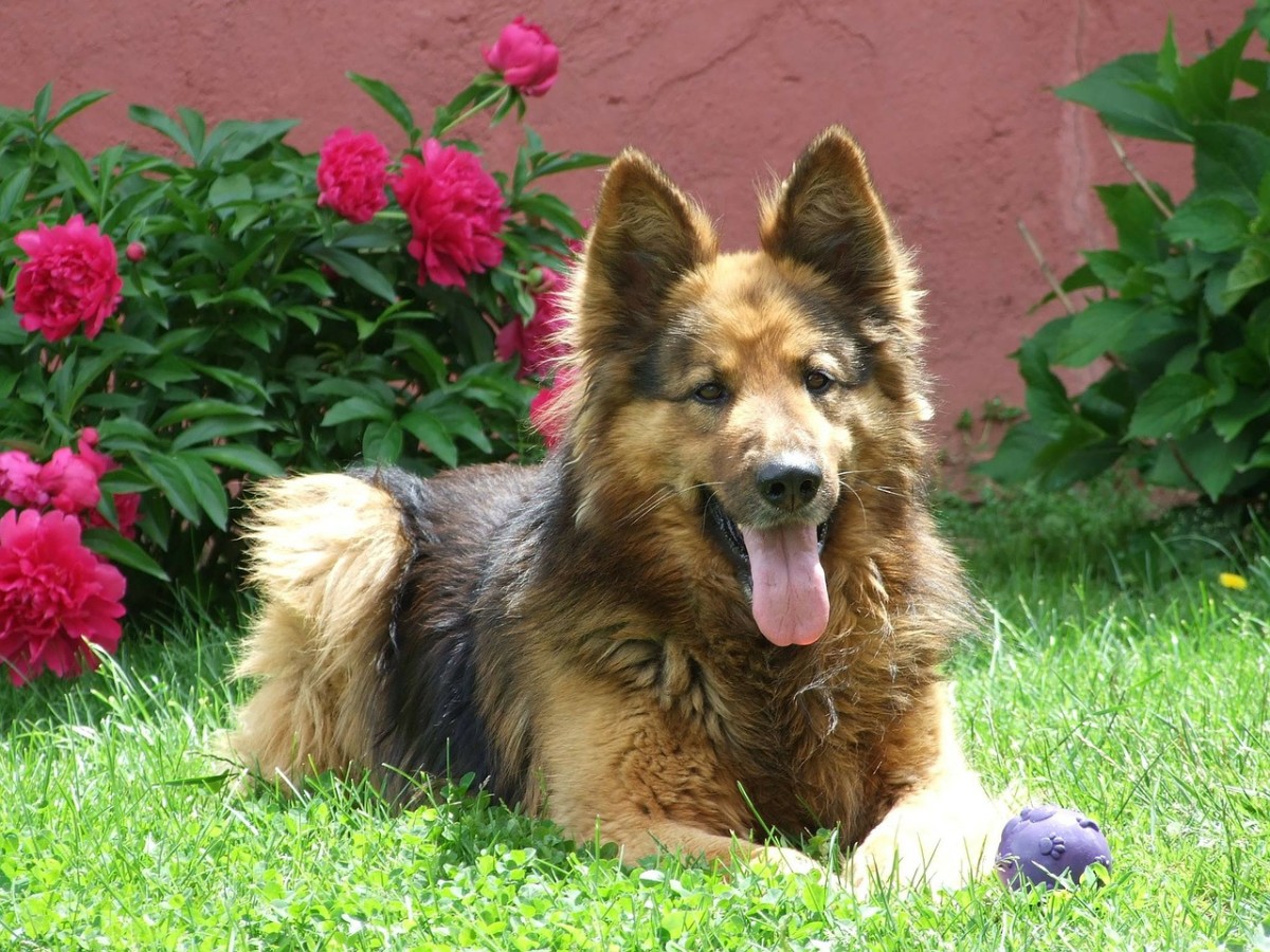 Elbow Dysplasia in German Shepherd Dogs