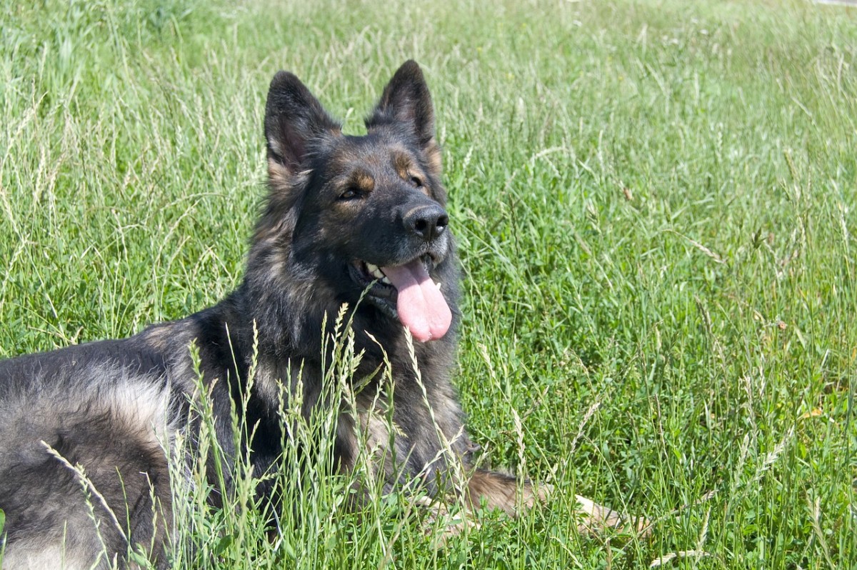 3 Excellent Books for German Shepherd Owners