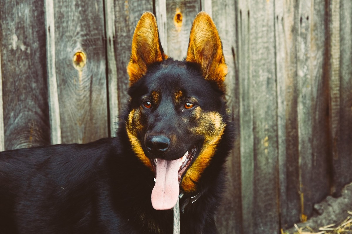 Would You Be a Good German Shepherd Owner?