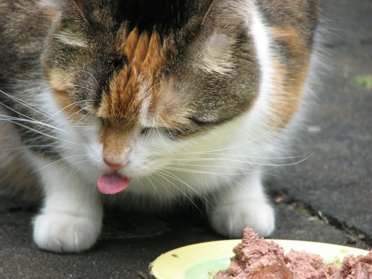 What's the best cat food?