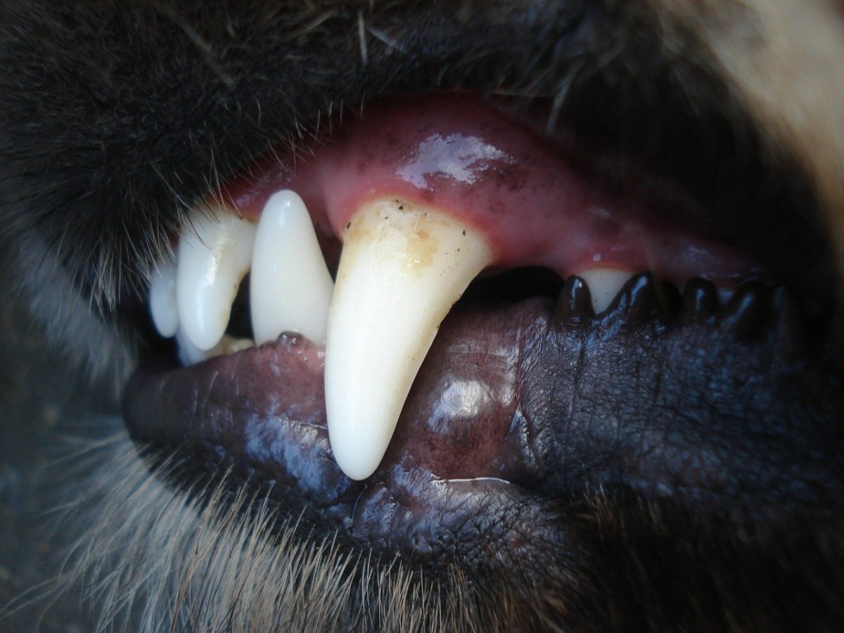 Many people know that our oral health is very important, and there’s no reason that this shouldn’t be true for dogs as well. 