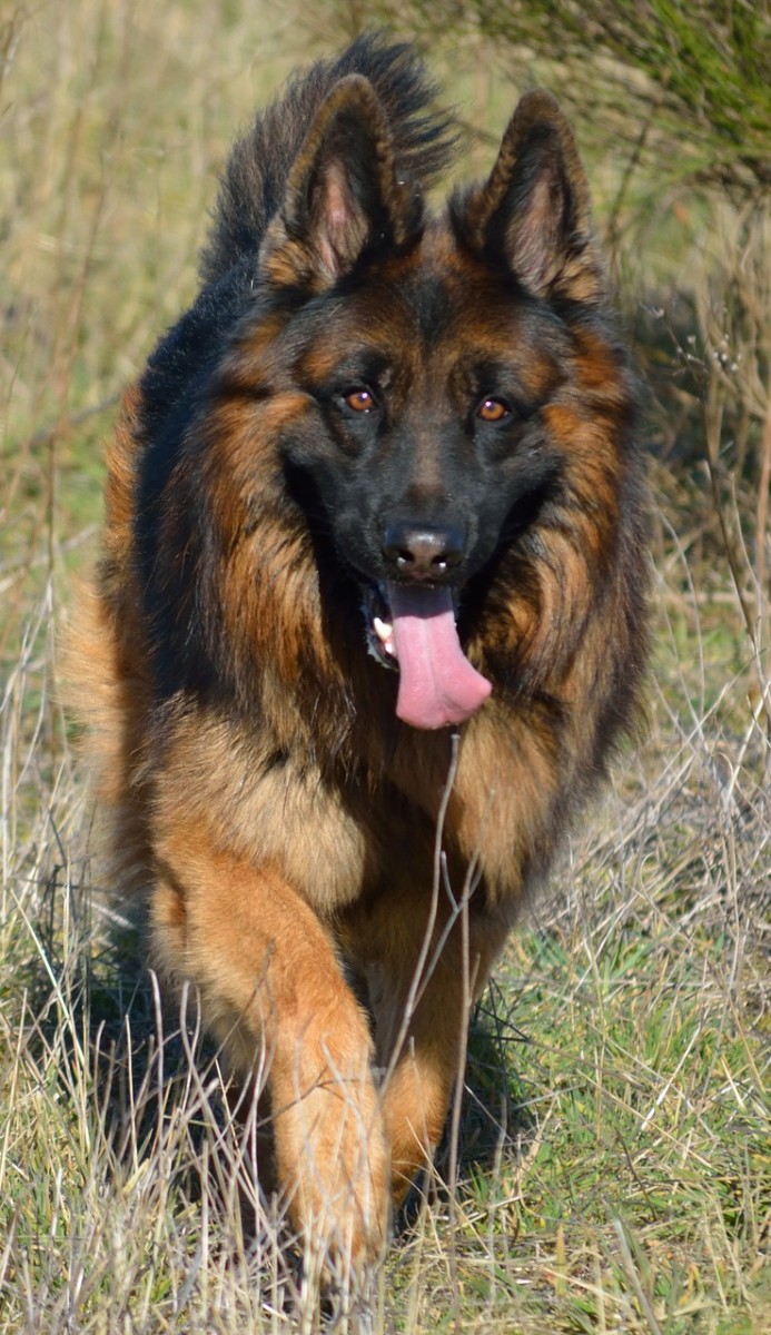 german-shepherd-breed-characteristics