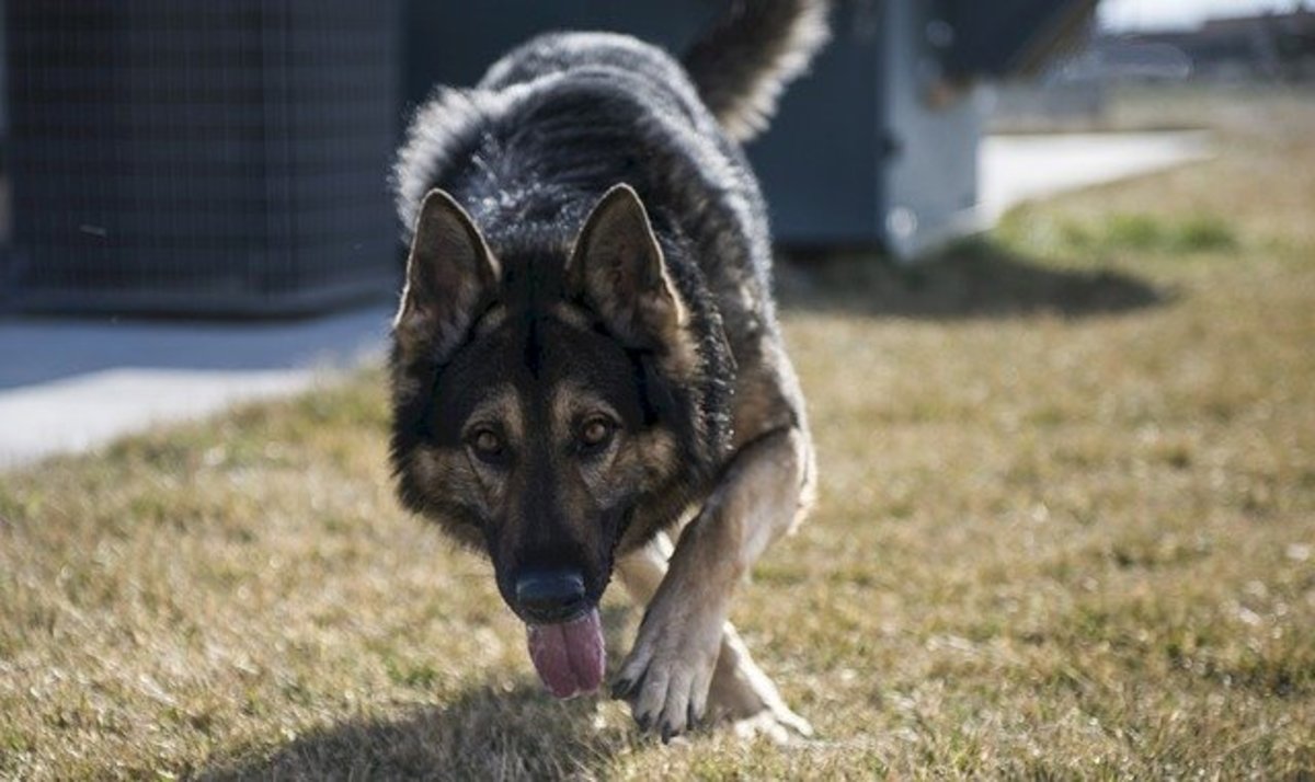 A German Shepherd With Wolfish Gray Coat Color.