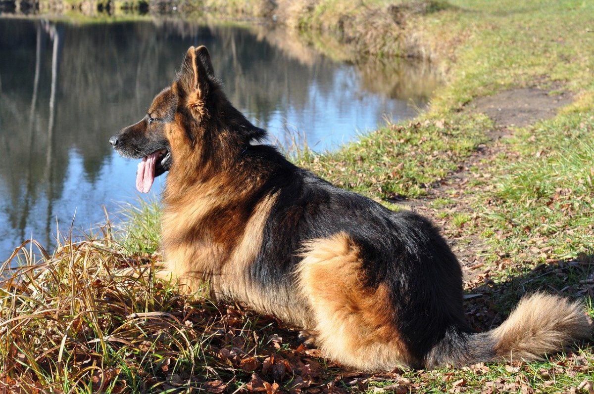 A lovely double-coated German Sheperd 