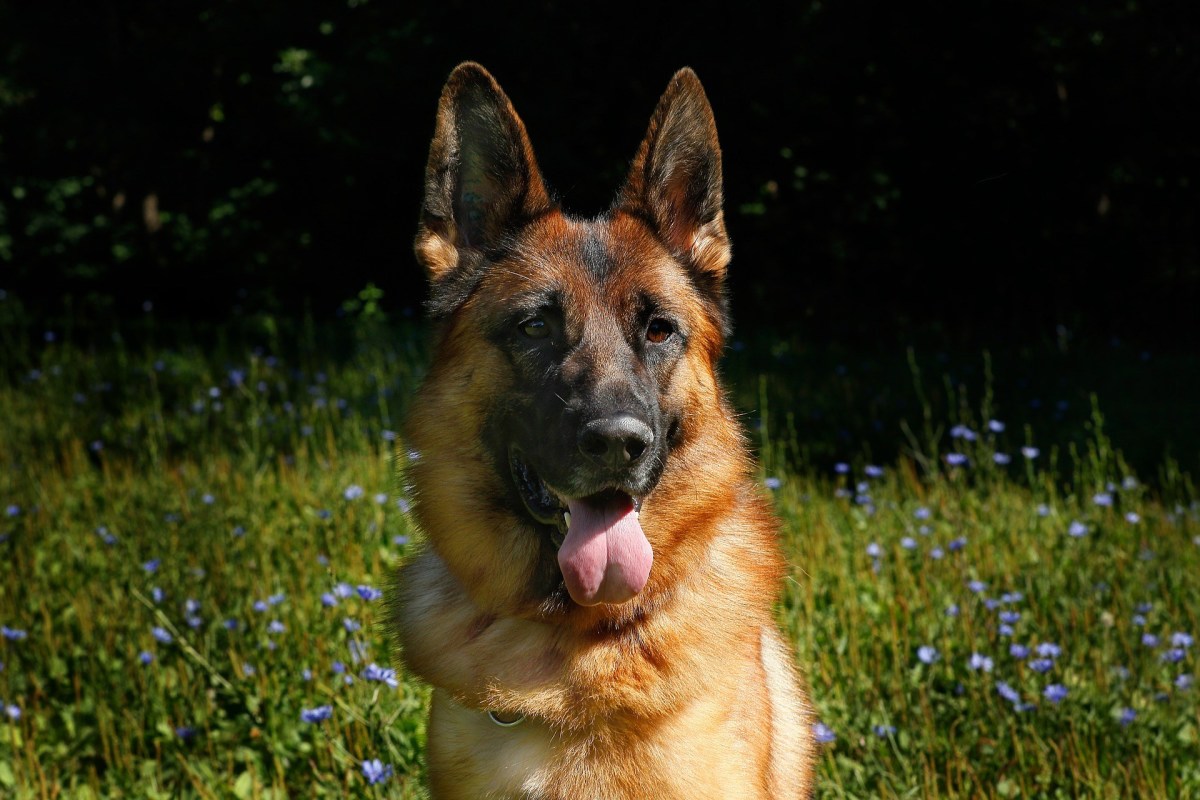 Medical conditions and the type of food you are feeding your GSD can affect its ability to gain weight.