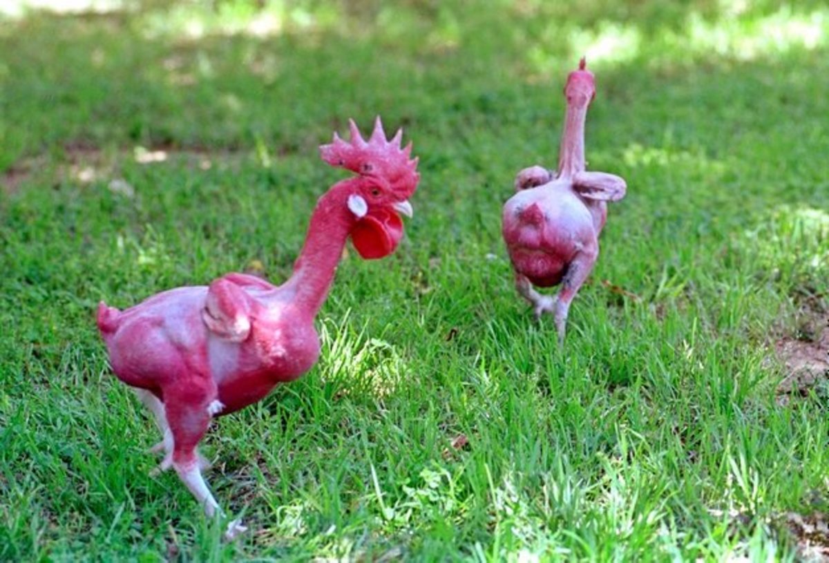 Advantages and Disadvantages of Featherless (Naked) Chickens
