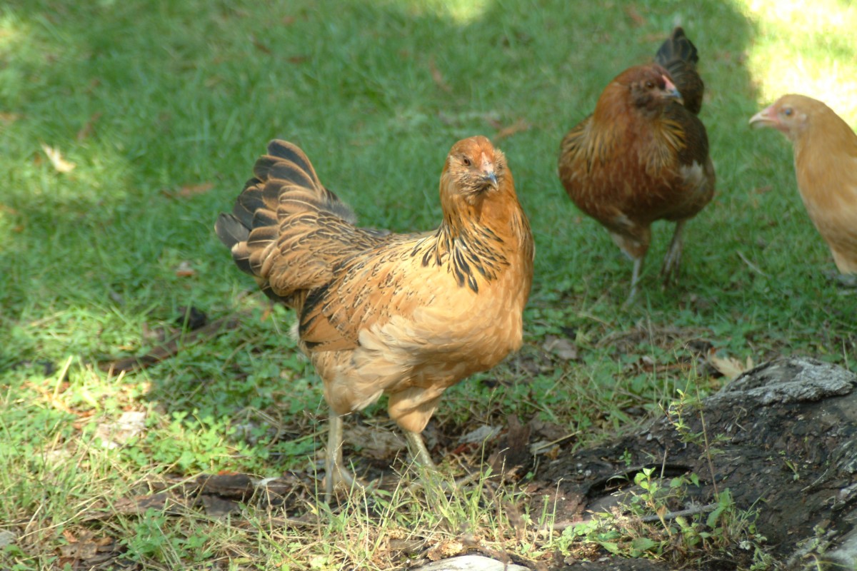 egg production chicken breeds