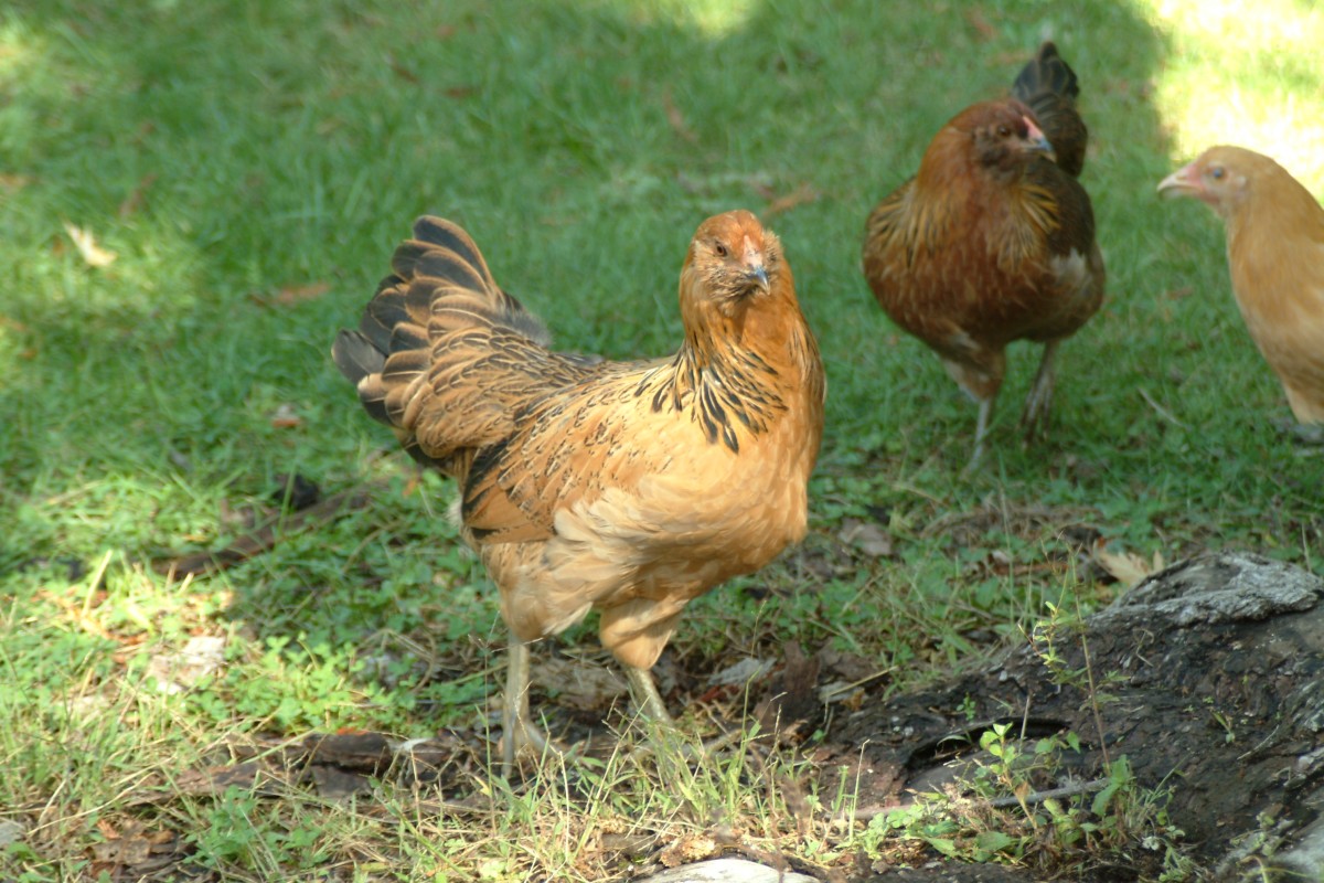 Egg Production Chicken Breeds Jafflyer