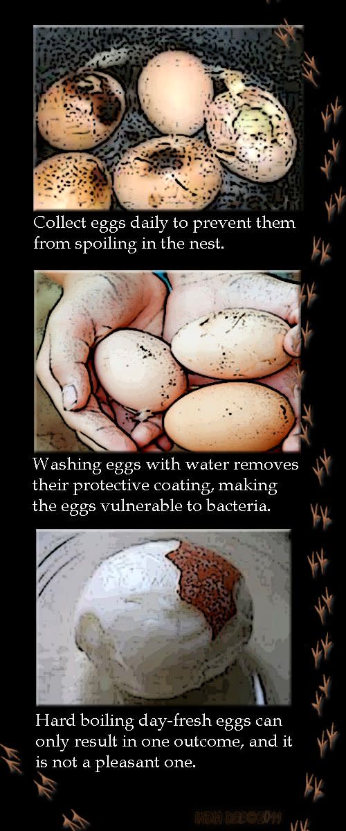 Cleaning your backyard eggs has never been so easy with the