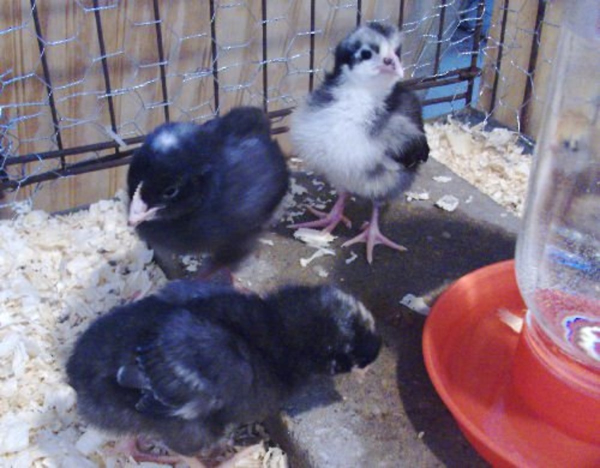 10 Things to Do When You Bring Home Baby Chicks
