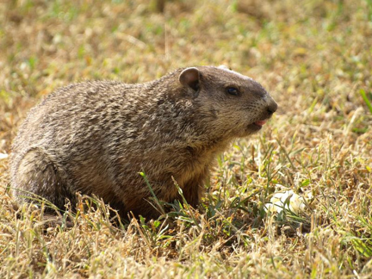 How to Get Rid of a Groundhog