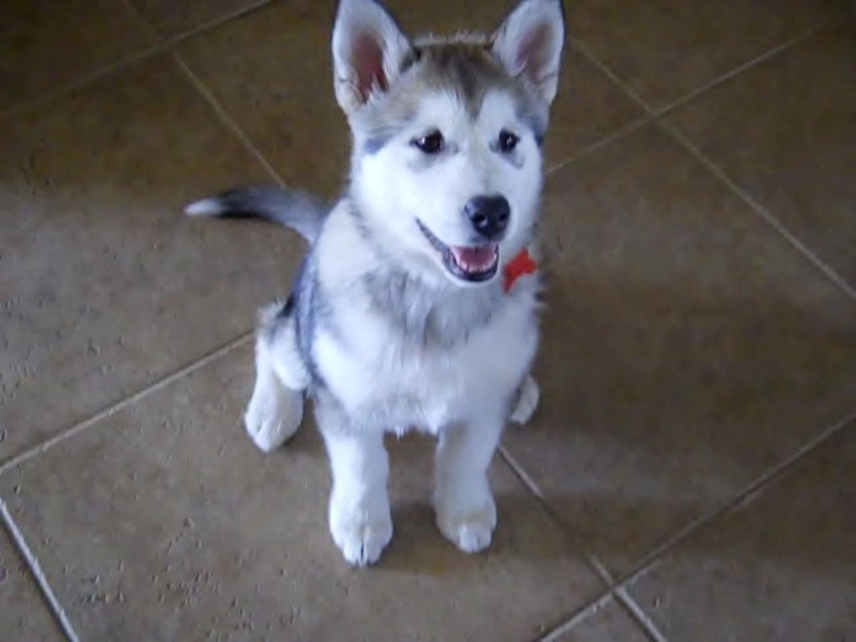 How to Teach an Alaskan Malamute the Sit and Down Commands