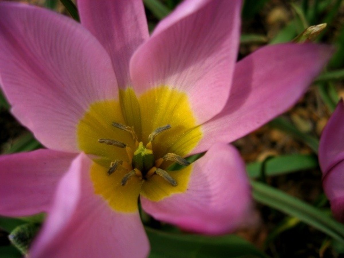 A pink tulip blooms at the Central Park Conservatory Garden in April.