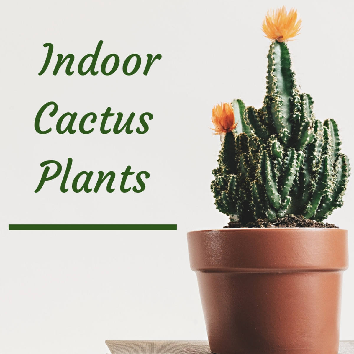 Learn about the 7 most common types of indoor cactus plants.
